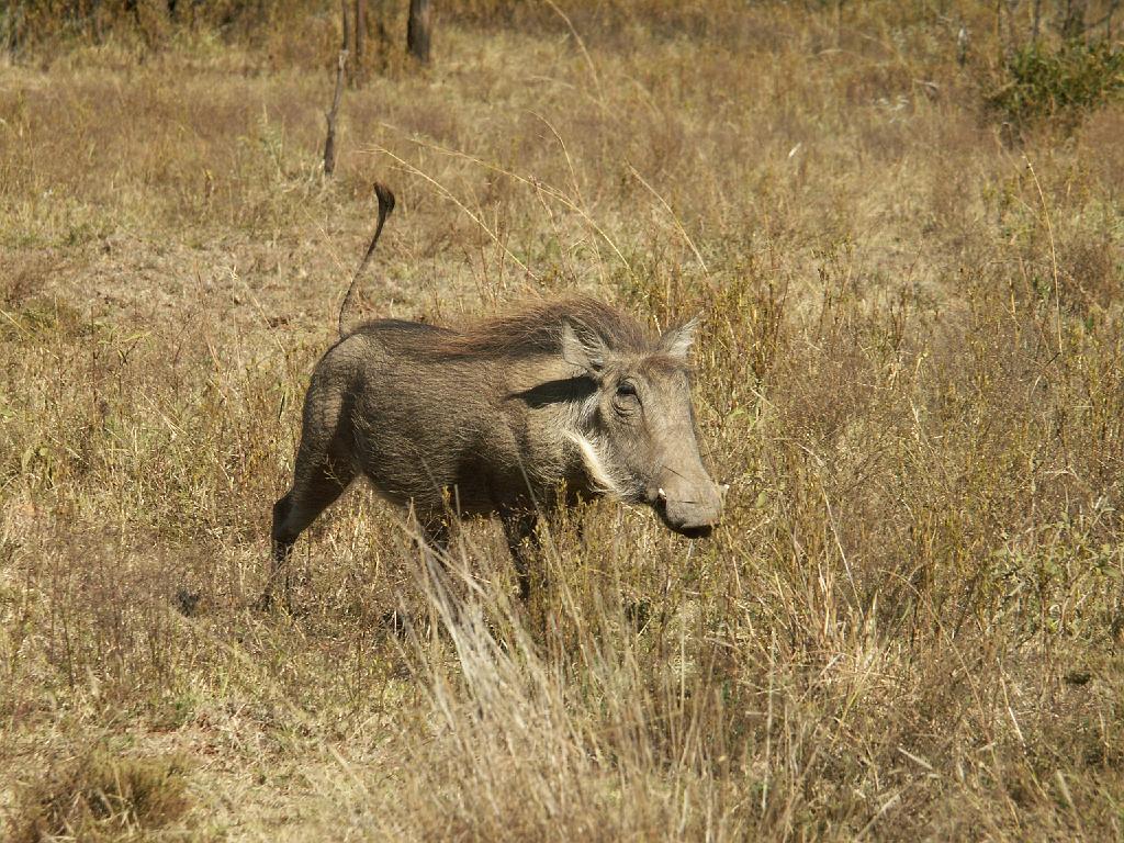 090517_Pilanesberg 046.jpg
